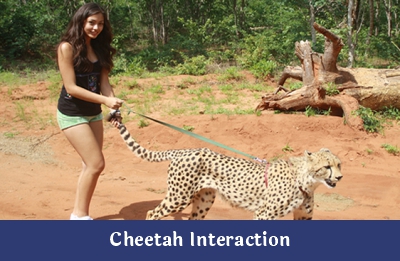 Cheetah Interaction – Ndope Travel and Tours