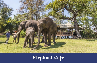 Elephant Cafe – Ndope Travel and Tours