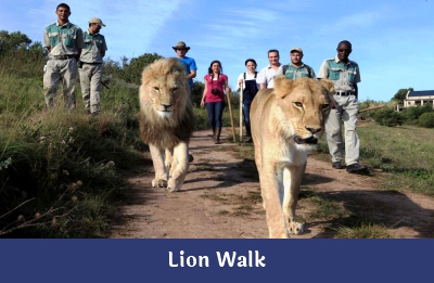 Lion Walk – Ndope Travel and Tours