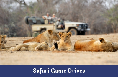 Safari Game Drives – Ndope Travel and Tours